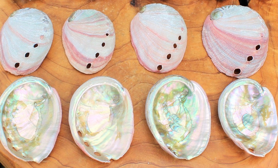 ABALONE SHELL